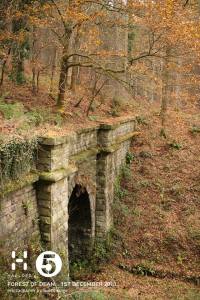 Forests full of fallen leaves