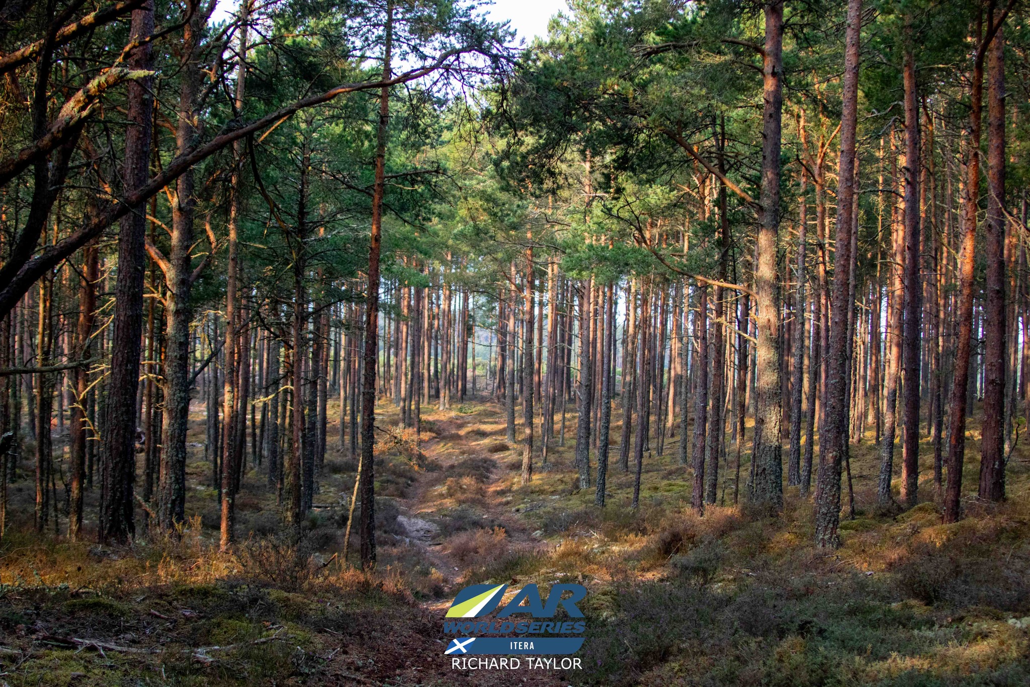 A view of the forests in the sand dunes
